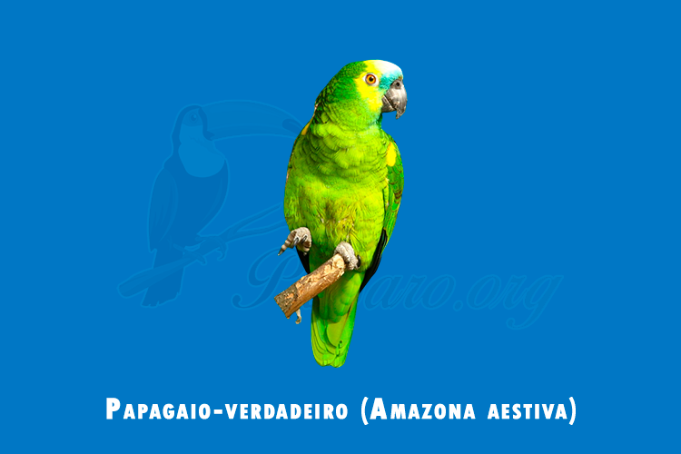 papagaio-verdadeiro ( Amazona aestiva)