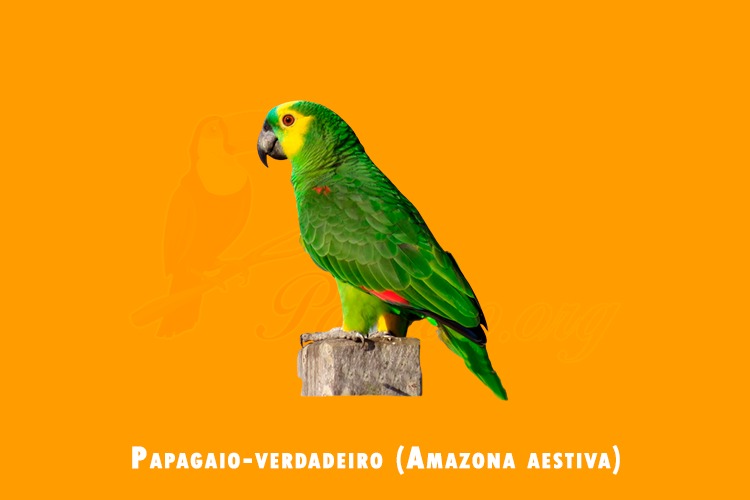 papagaio-verdadeiro (amazona aestiva)