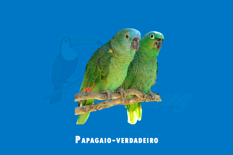 papagaio-verdadeiro