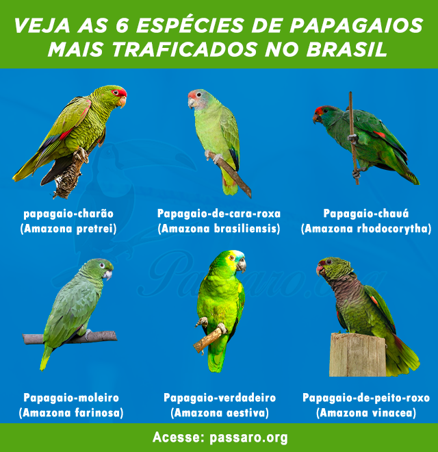 papagaios mais traficadas no brasil