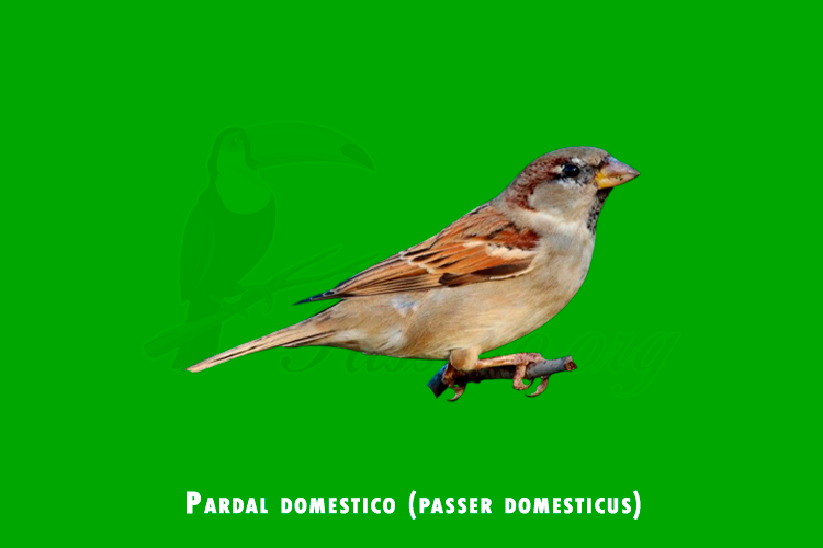 pardal domestico (passer domesticus)