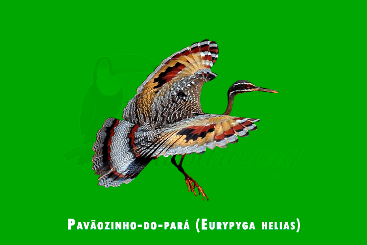 pavaozinho-do-para (eurypyga helias)