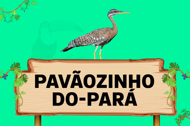 pavaozinho do para