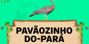 pavaozinho do para