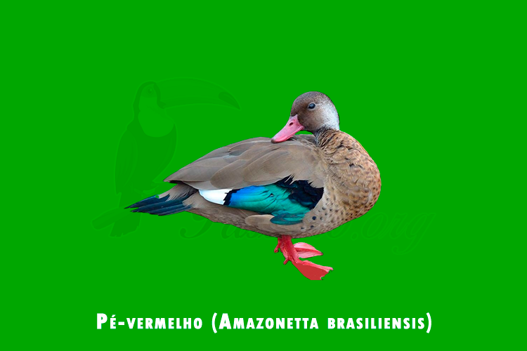 pe-vermelho (amazonetta brasiliensis)