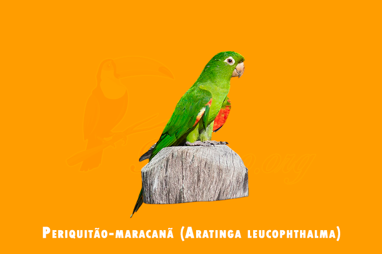 periquitao-maracana (aratinga leucophthalma)