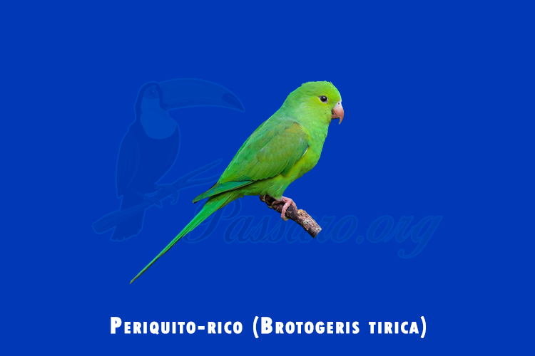 periquito-rico (brotogeris tirica)