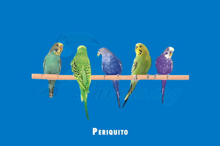 periquito