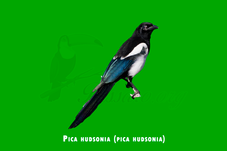 pica hudsonia (pica hudsonia)