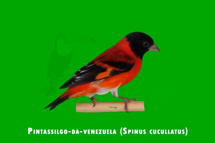 pintassilgo-da-venezuela (spinus cucullatus)