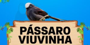 passaro viuvinha