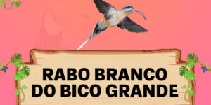 rabo branco de bico grande