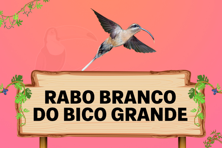 rabo branco de bico grande