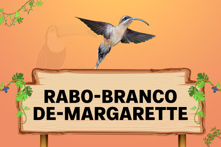 rabo branco de margarette