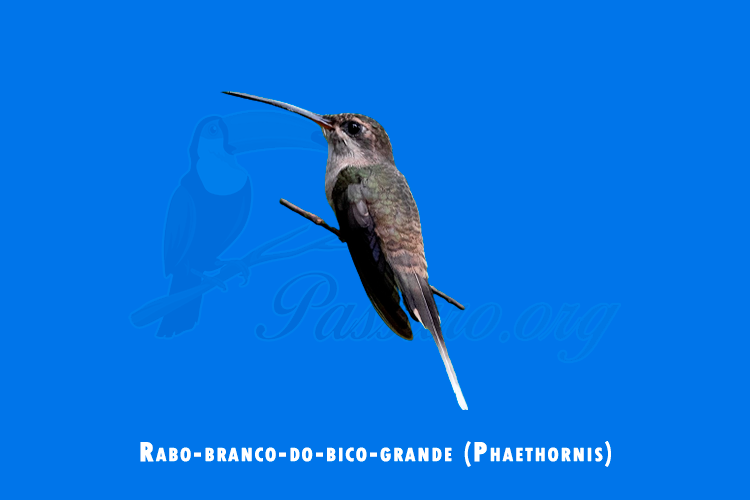 rabo-branco-do-bico-grande ( phaethornis)