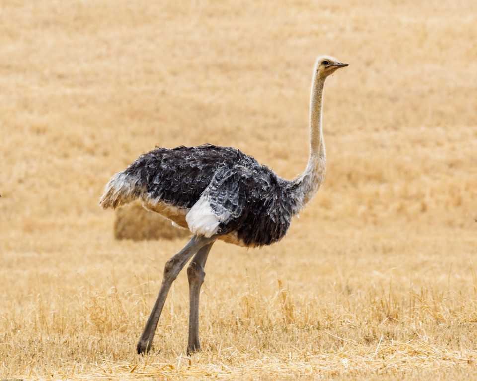 reproducao da avestruz da africa do norte