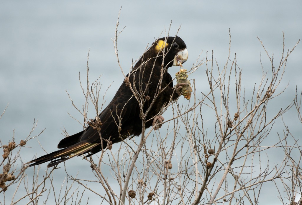 reproducao da cacatua funebre