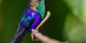 reproducao do beija-flor-de-costas-violeta