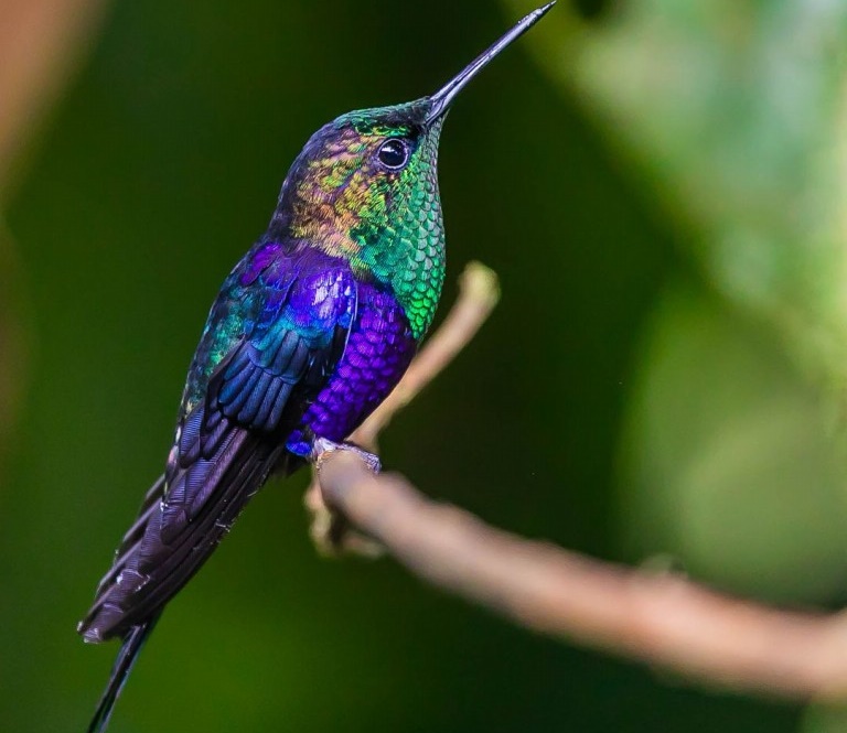 reproducao do beija-flor-de-costas-violeta