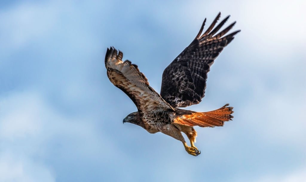 reproducao do buteo-de-cauda-vermelha