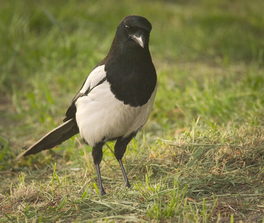 reproducao da hudson magpie