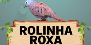 rolinha roxa