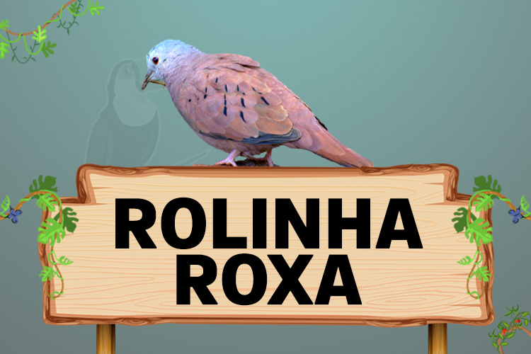 rolinha roxa