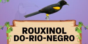 rouxinol do rio negro