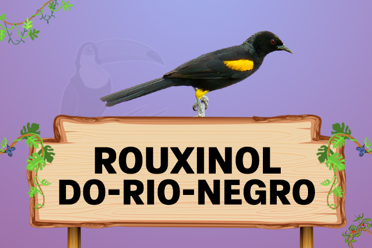 rouxinol do rio negro