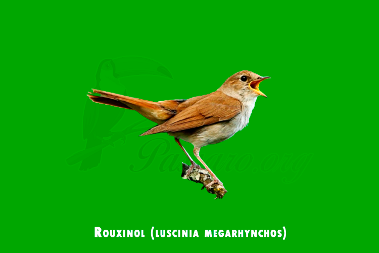 rouxinol (luscinia megarhynchos)