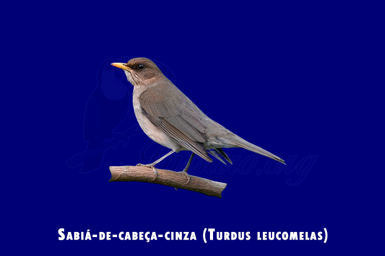 sabia-de-cabeca-cinza (turdus leucomelas)