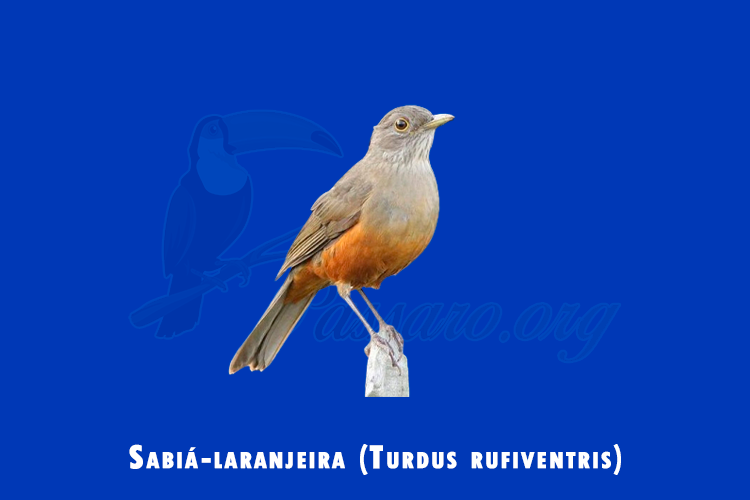 sabia-laranjeira (turdus rufiventris)