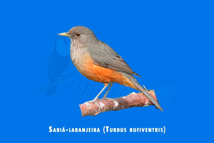 sabia-laranjeira ( turdus rufiventris)