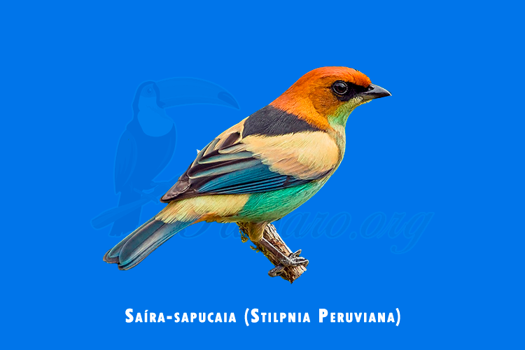 saíra-sapucaia (stilpnia Peruviana)