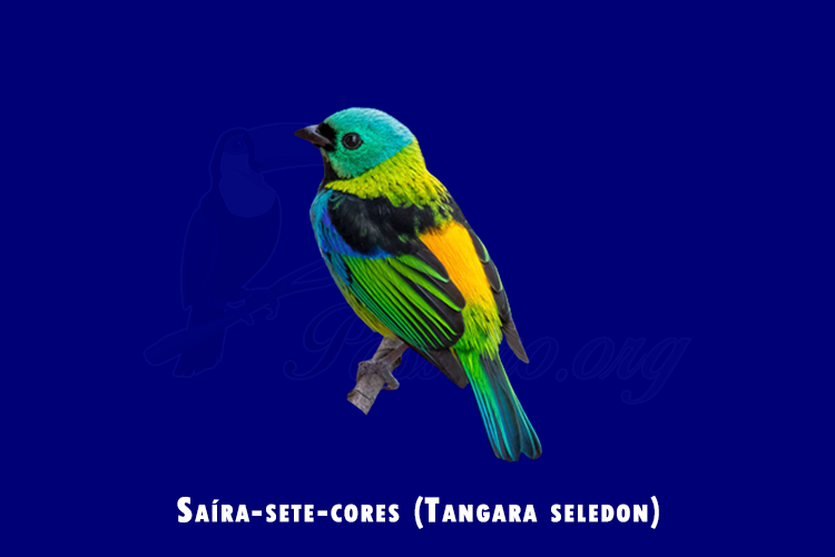 saira-sete-cores (tangara seledon)