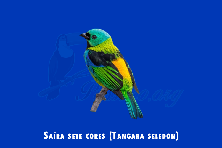 saira sete cores (tangara seledon)