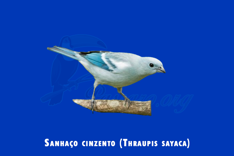 sanhaco cinzento (thraupis sayaca)