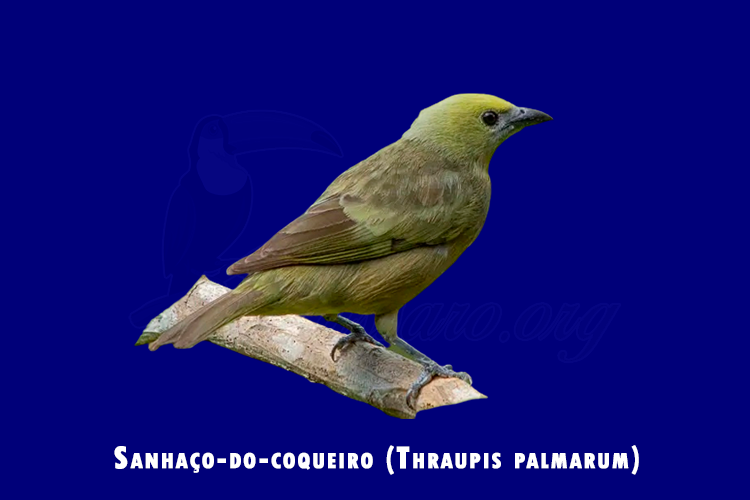 sanhaco -do-coqueiro ( thraupis palmarum )