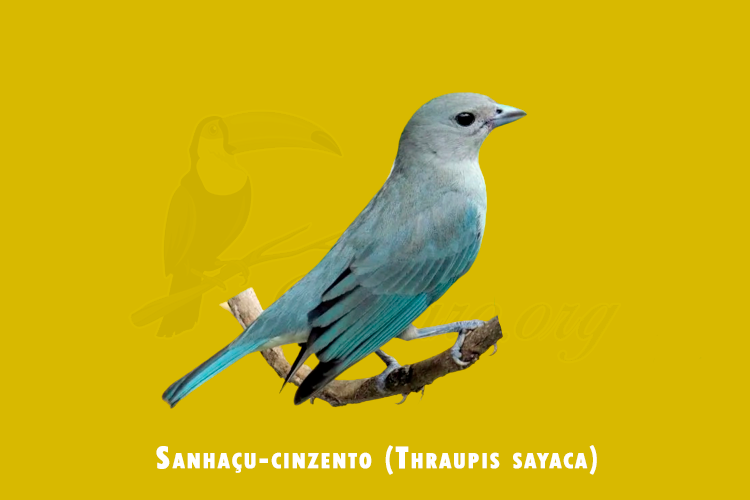 sanhacu-cinzento (thraupis sayaca )