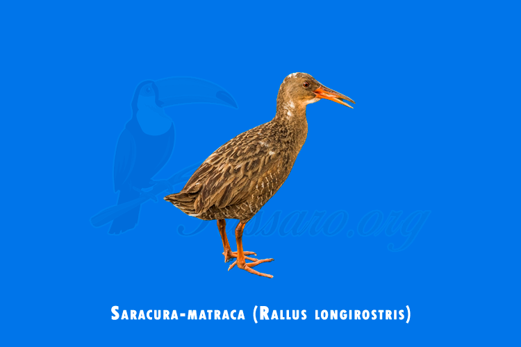 saracura-matraca (rallus longirostris)