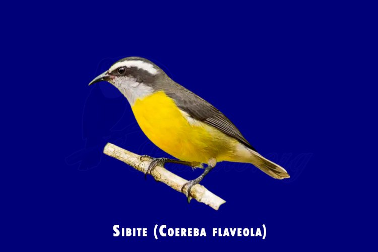 sibite (coereba flaveola)