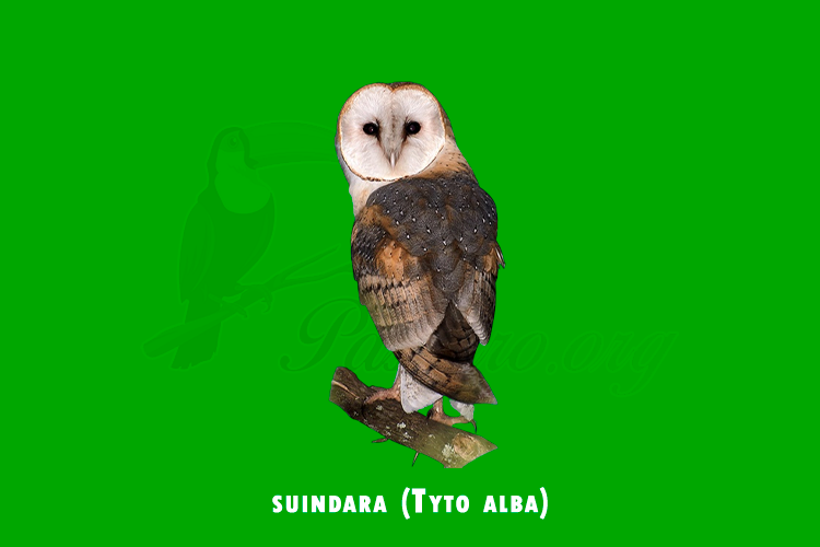 suindara (tyto alba)