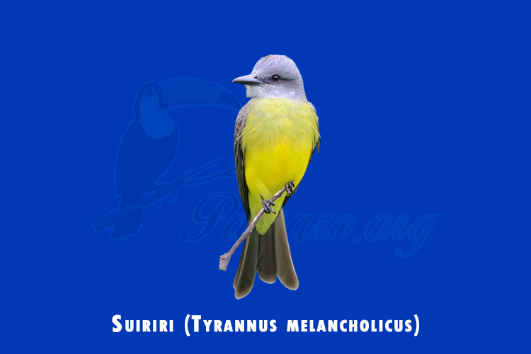 suiriri (tyrannus melancholicus)