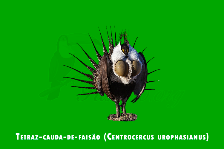 tetraz-cauda-de-faisao (centrocercus urophasianus)