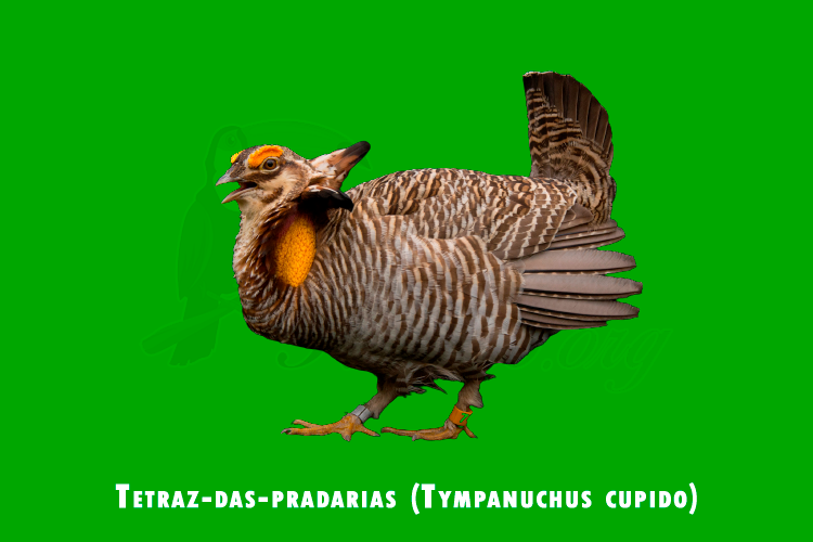 tetraz-das-pradarias (tympanuchus cupido)