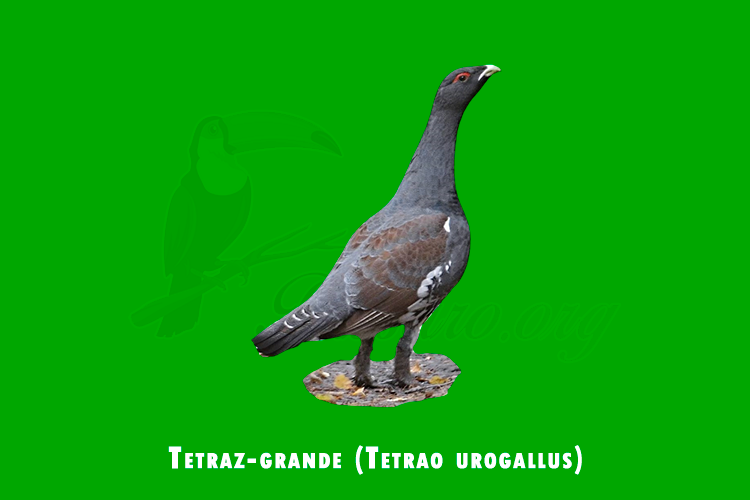 tetraz-grande (tetrao urogallus)