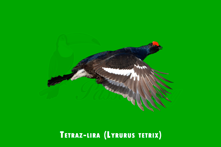 tetraz-lira (lyrurus tetrix)