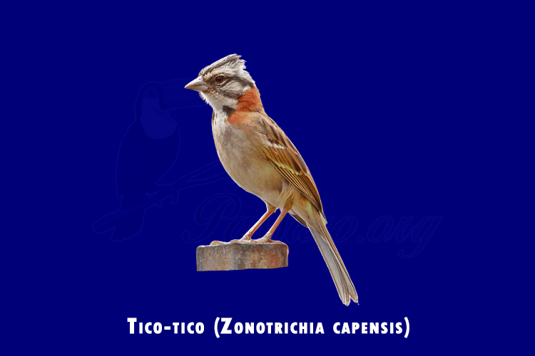 tico-tico ( zonotrichia capensis)
