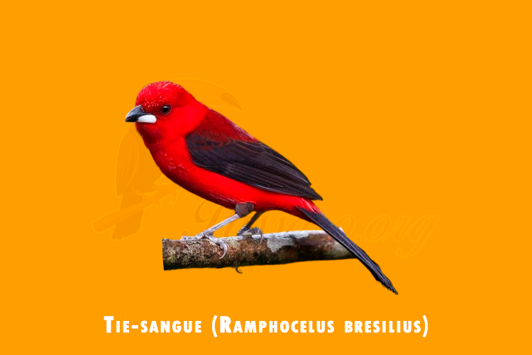tie-sangue (ramphocelus bresilius)