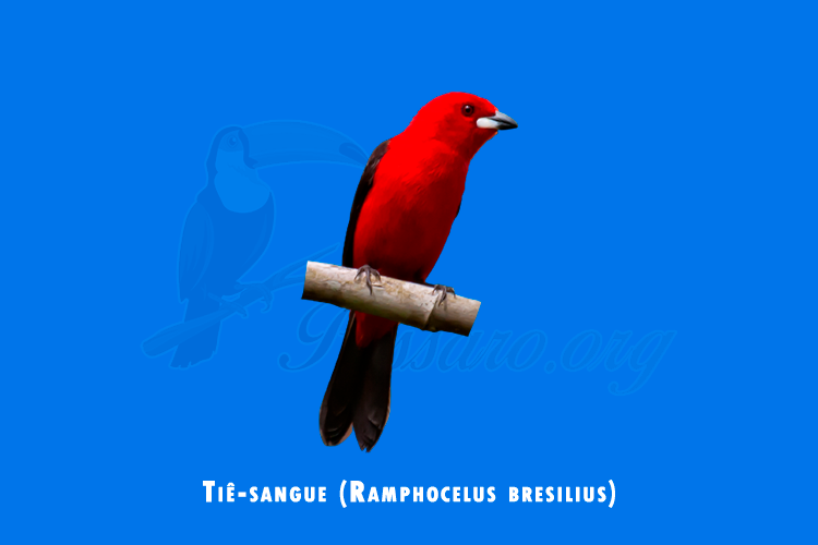 tie-sangue (ramphocelus bresilius)